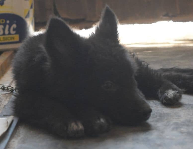 Black German Shepherd Long Coat Non Pedigree For Sale 5