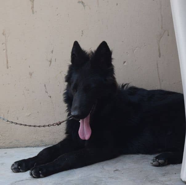 Black German Shepherd Long Coat Non Pedigree For Sale 6