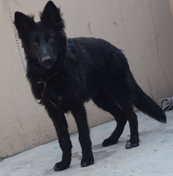 Black German Shepherd Long Coat Non Pedigree For Sale 8