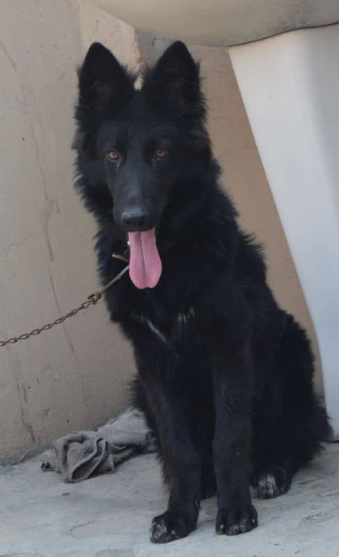 Black German Shepherd Long Coat Non Pedigree For Sale 10