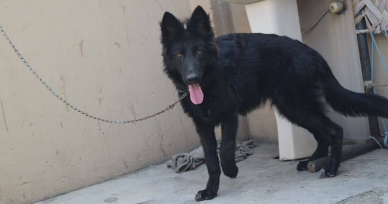 Black German Shepherd Long Coat Non Pedigree For Sale 11