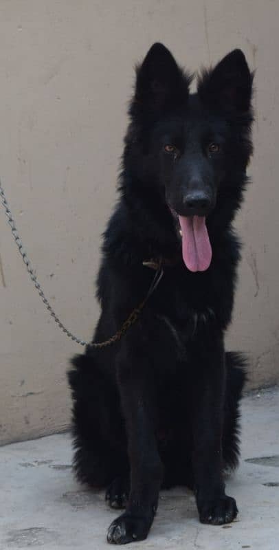 Black German Shepherd Long Coat Non Pedigree For Sale 13