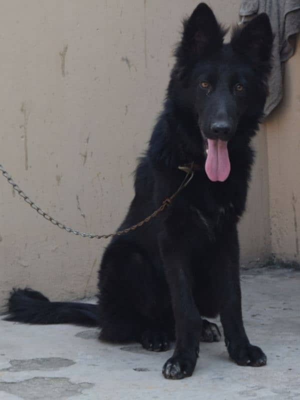 Black German Shepherd Long Coat Non Pedigree For Sale 15