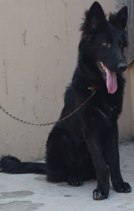 Black German Shepherd Long Coat Non Pedigree For Sale 16