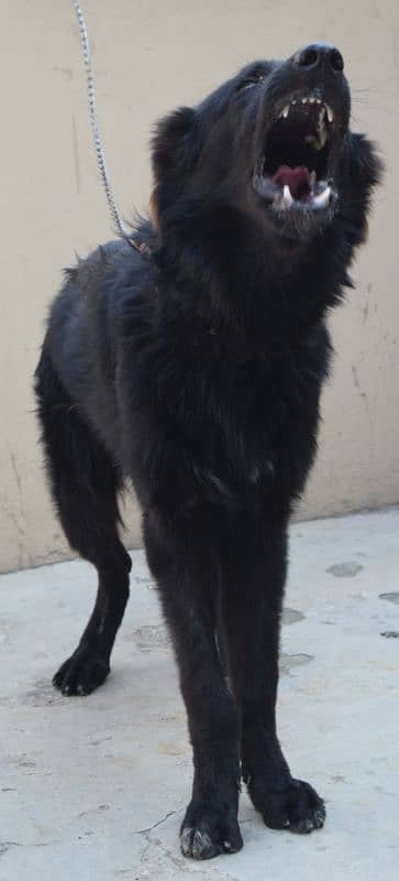 Black German Shepherd Long Coat Non Pedigree For Sale 17