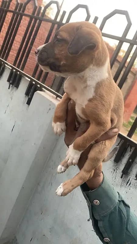 Pitbull pair plus babies 1