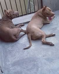 Pitbull pair plus babies 3