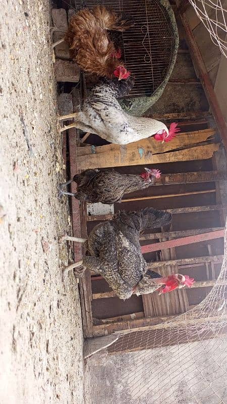 desi hens for urgent sale 1 male and 5 female egg laying hens 0