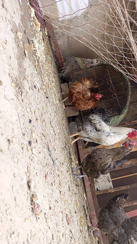 desi hens for urgent sale 1 male and 5 female egg laying hens 1