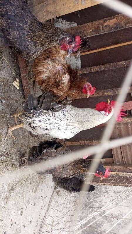 desi hens for urgent sale 1 male and 5 female egg laying hens 2