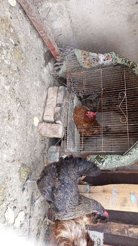 desi hens for urgent sale 1 male and 5 female egg laying hens 3