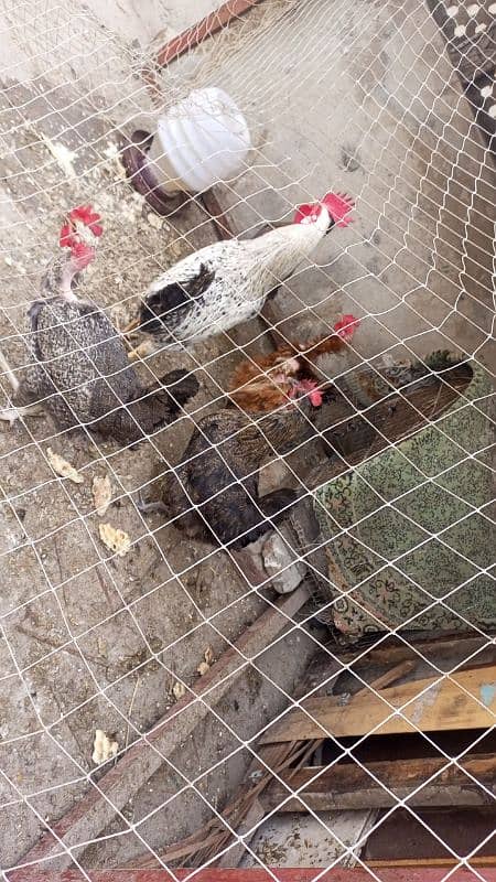 desi hens for urgent sale 1 male and 5 female egg laying hens 4