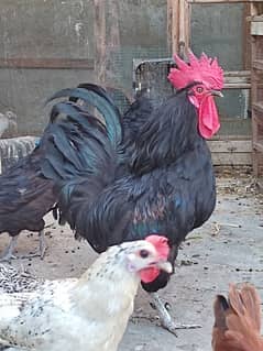 MA-SHA-ALLAH healthy Australorp pair feed wala maal nhe hy