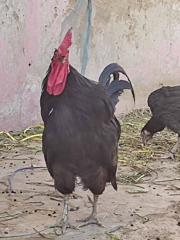 MA-SHA-ALLAH healthy Australorp pair feed wala maal nhe hy 1