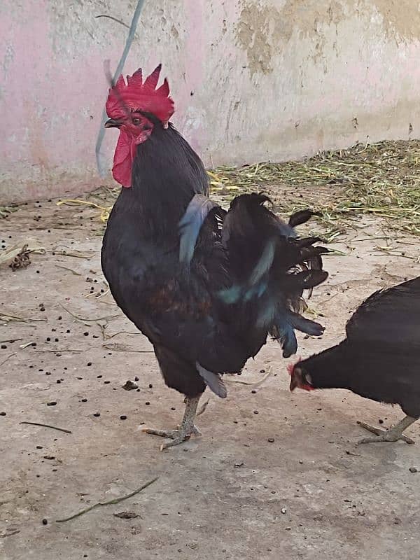 MA-SHA-ALLAH healthy Australorp pair feed wala maal nhe hy 2