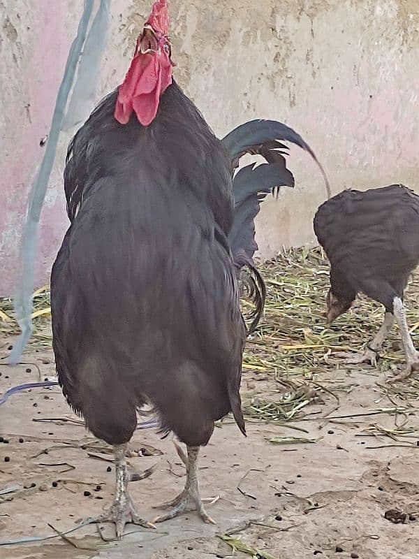 MA-SHA-ALLAH healthy Australorp pair feed wala maal nhe hy 3