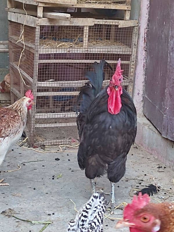 MA-SHA-ALLAH healthy Australorp pair feed wala maal nhe hy 4