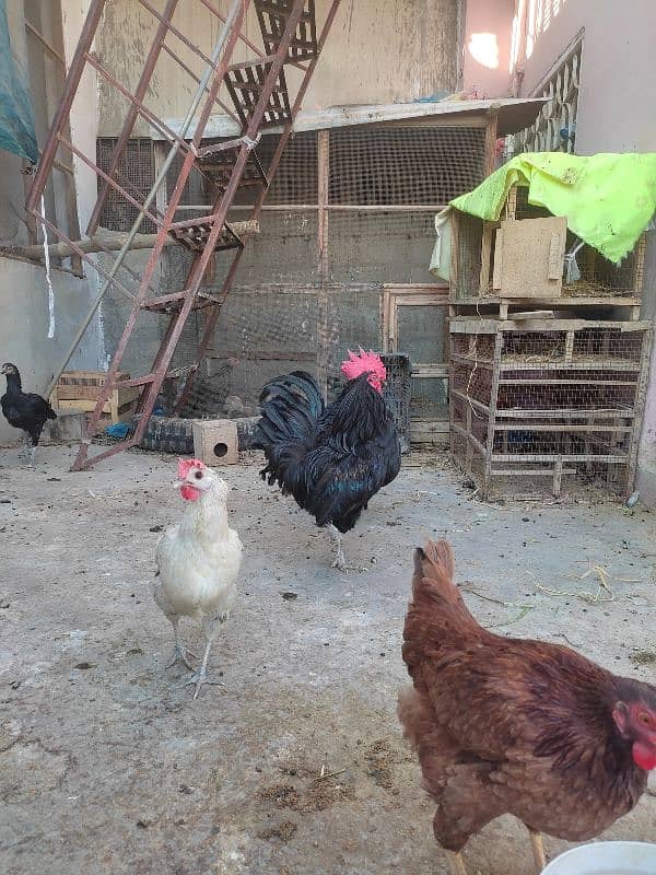 MA-SHA-ALLAH healthy Australorp pair feed wala maal nhe hy 5