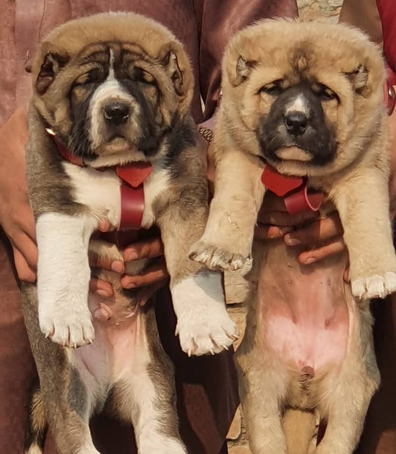 Alabai Dog pair | King Alabai Breed | Alabai Puppies 0