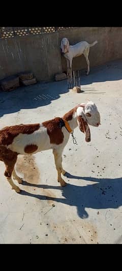 Goat for sale