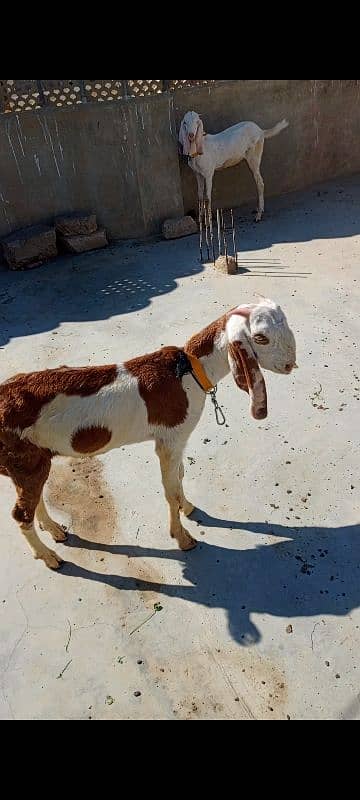 Goat for sale 0