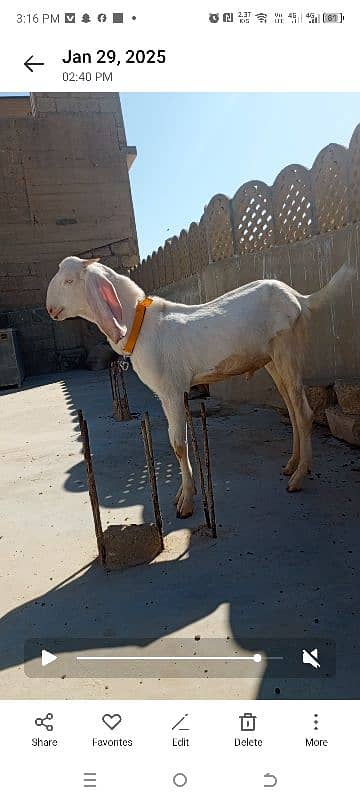 Goat for sale 2