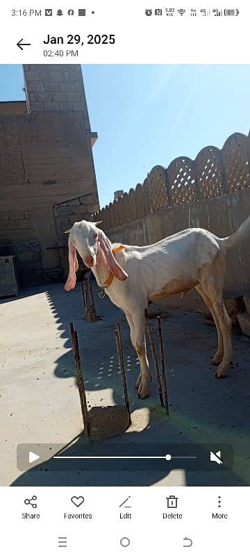 Goat for sale 3