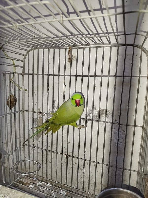 Green ringneck breeder Male. 0