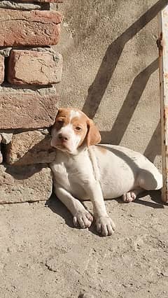 pointer puppies for sale