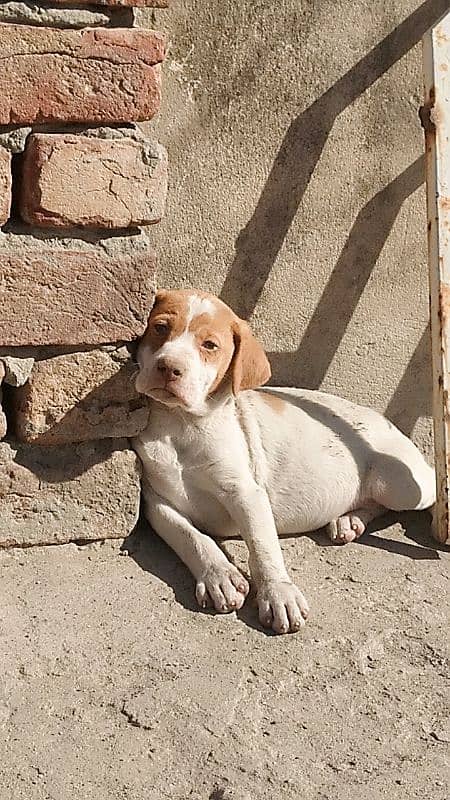 pointer puppies for sale 0