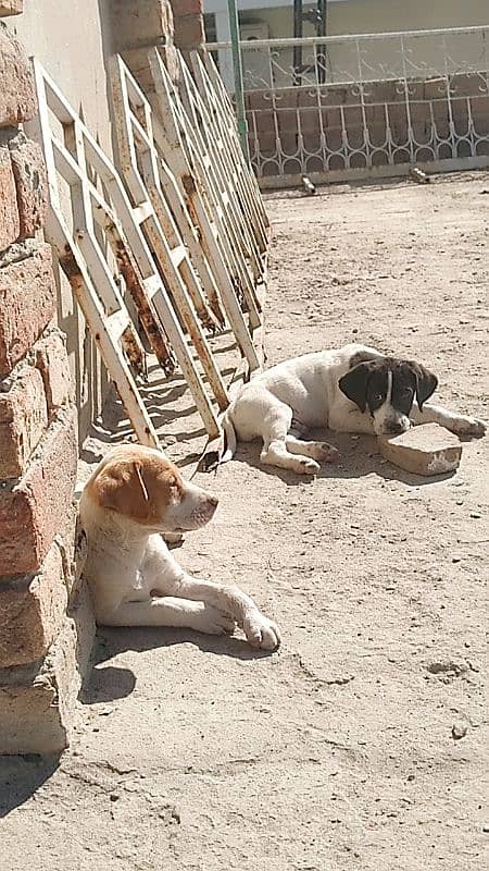 pointer puppies for sale 1