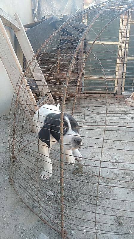 pointer puppies for sale 4