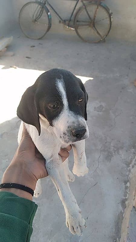 pointer puppies for sale 5