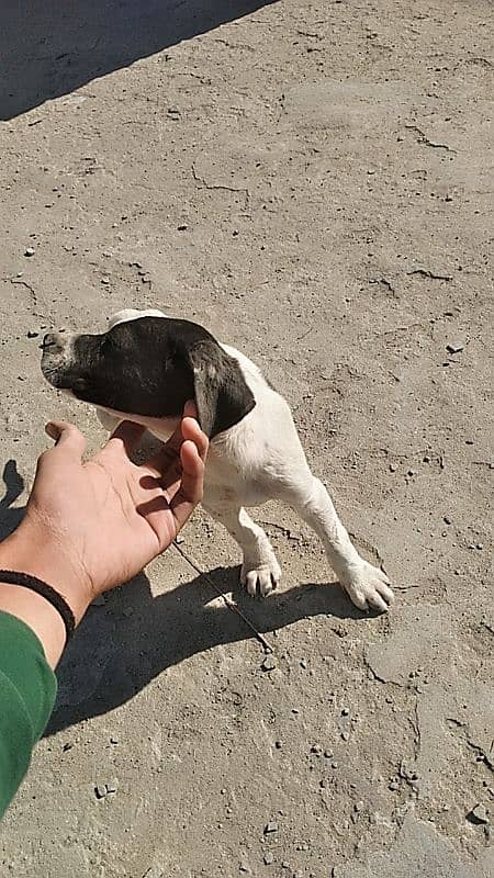 pointer puppies for sale 6