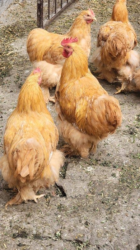 golden buff males available 4