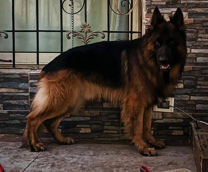 German Shepherd high quality male only stud 0