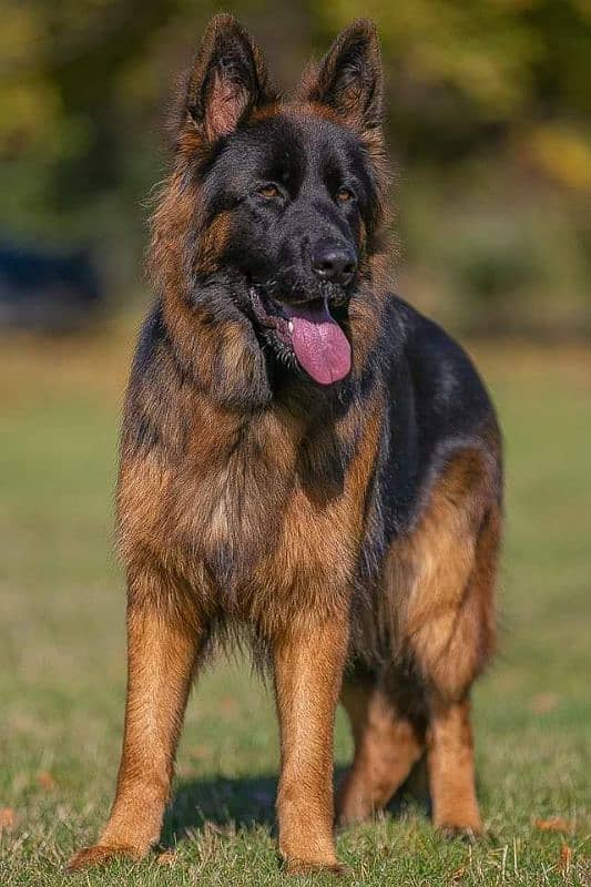 German Shepherd high quality male only stud 1