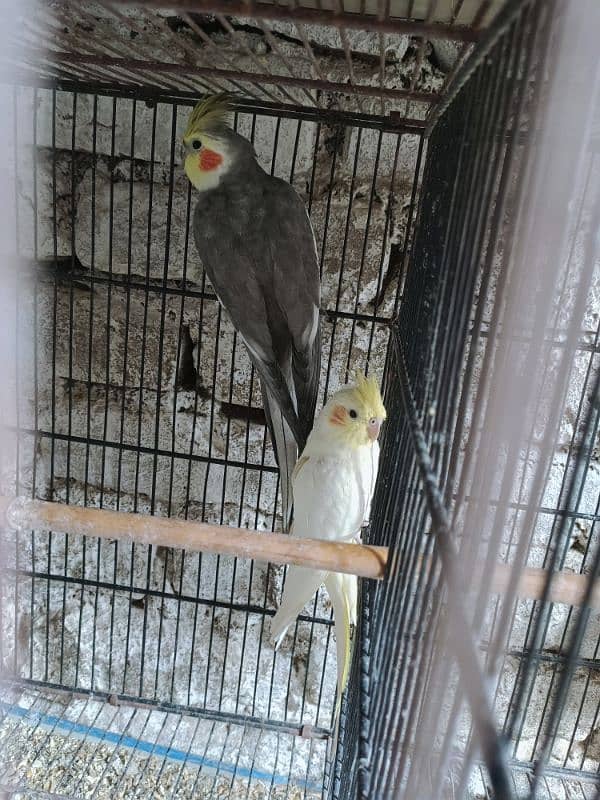 COCKTAIL PAIR FOR SALE 4