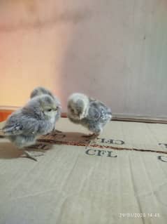 Blue Polish chicks for sale in Quetta