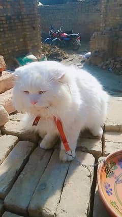 Persian Cat for sale my WhatsApp number 0326/74/83/108