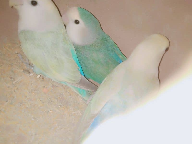 Bhjes. Lovebirds . avaliable 1