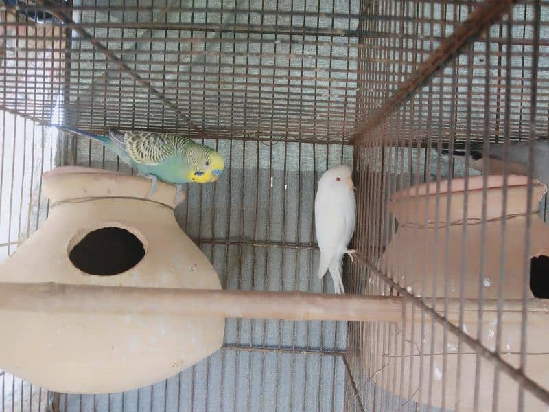 Bhjes. Lovebirds . avaliable 3