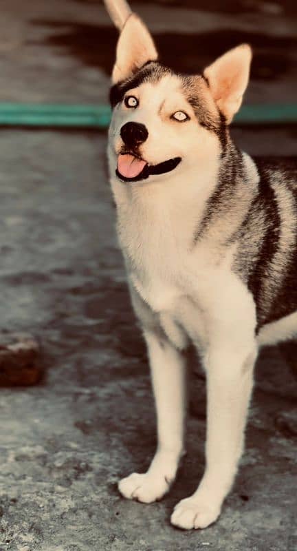 husky female available 2 coat 0