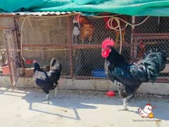 Australorp breeder pair for sale