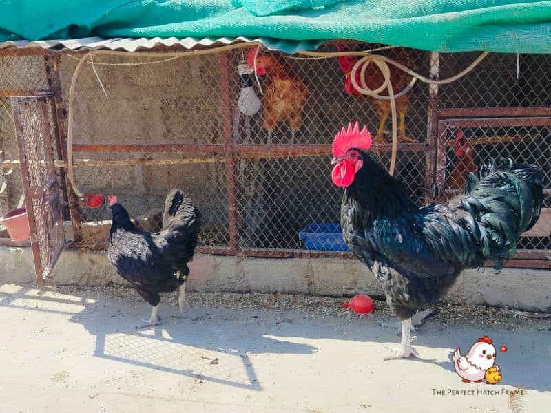 Australorp breeder pair for sale 0