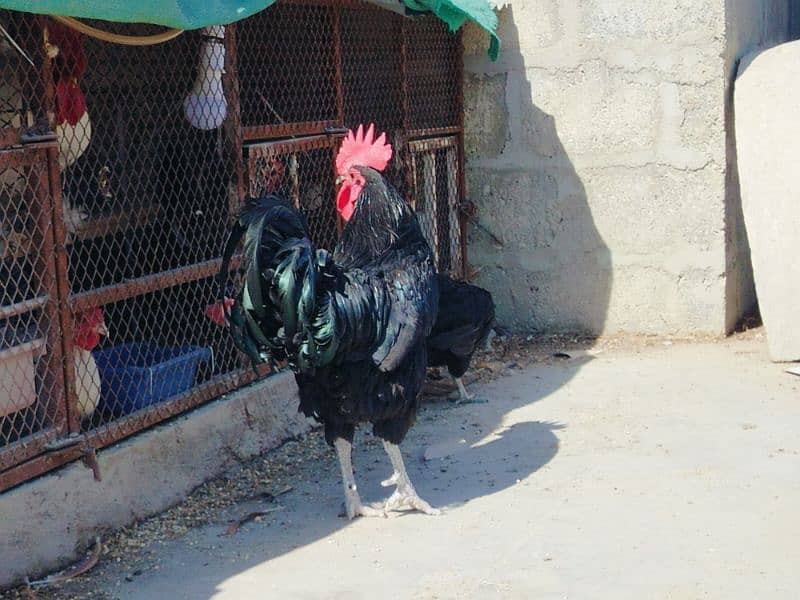 Australorp breeder pair for sale 1