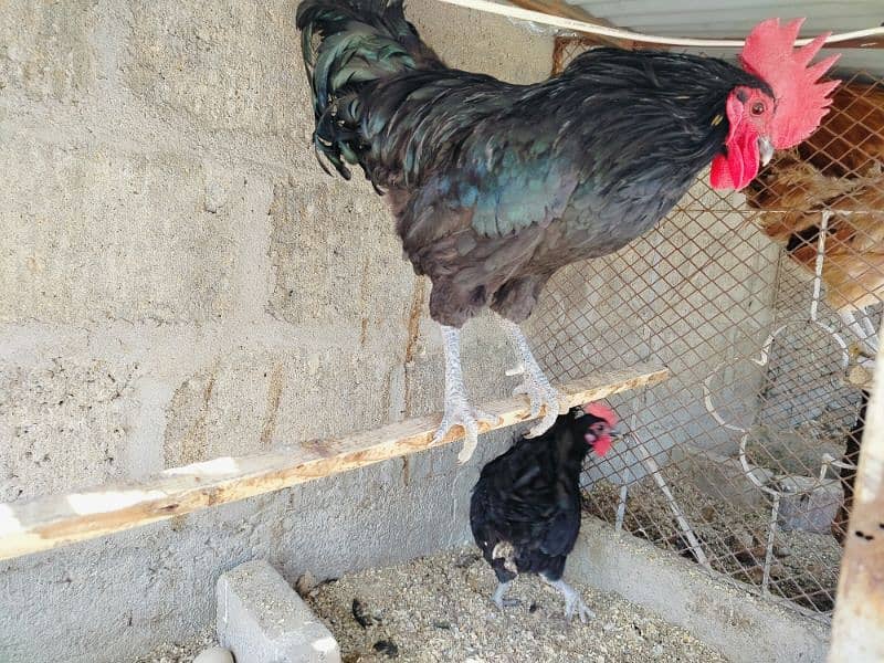 Australorp breeder pair for sale 2