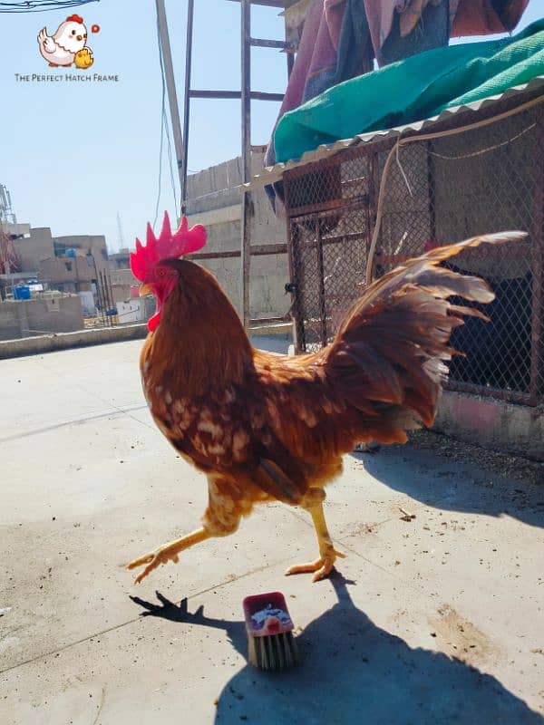 Australorp breeder pair for sale 3