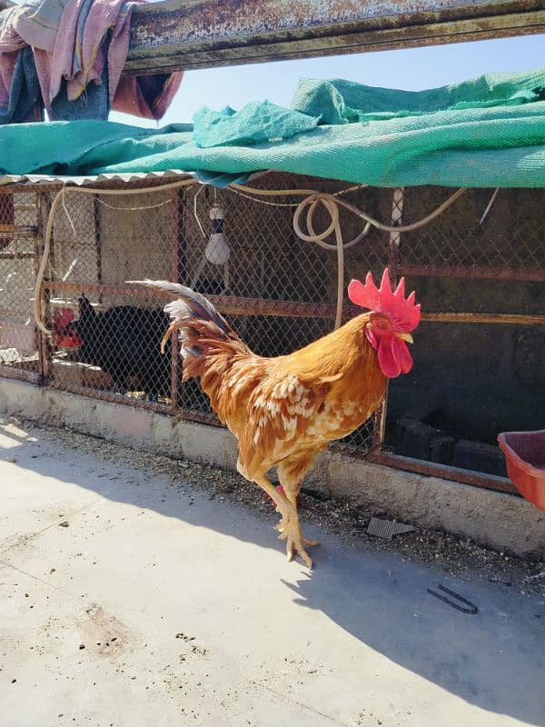 Australorp breeder pair for sale 5