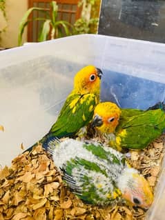 Sunconure